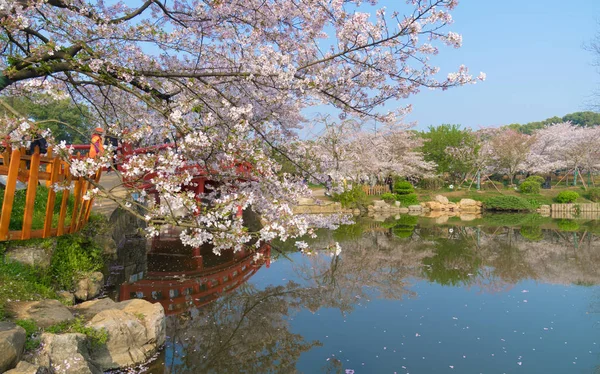 武汉樱花花园春天的风景 — 图库照片