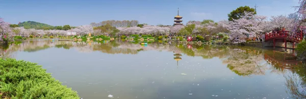Baharda Wuhan Kiraz Bahçesi Manzarası — Stok fotoğraf