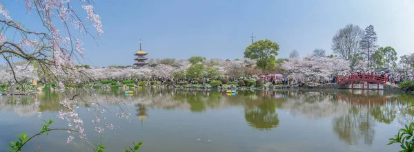 Baharda Wuhan Kiraz Bahçesi Manzarası — Stok fotoğraf