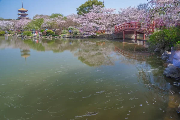 Wuhan Cherry Blossom Paisajes Jardín Primavera — Foto de Stock