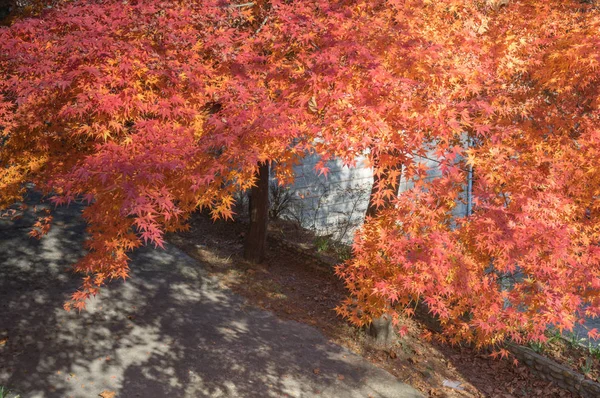 Beau Paysage Géoparc Montagne Fin Automne — Photo