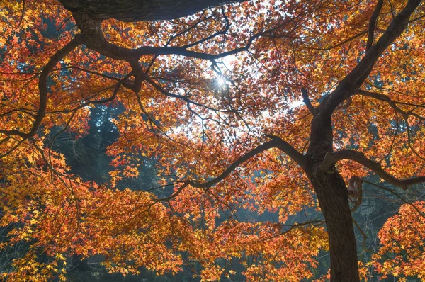 Lindas Paisagens Geoparque Mountain Final Outono — Fotografia de Stock