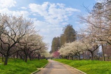 Baharda Wuhan Doğu Gölü Erik Bahçesi