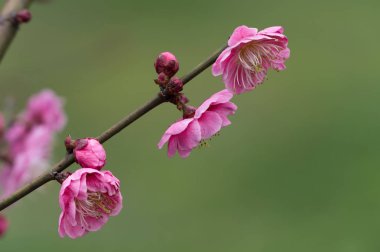 Baharda Wuhan Doğu Gölü Erik Bahçesi