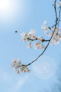 Baharda Wuhan Doğu Gölü Erik Bahçesi