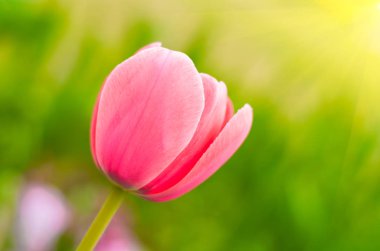 İlkbaharın başlarında tam çiçek açan laleler