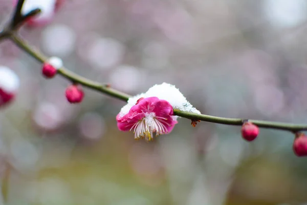 Wuhan East Lake Pflaumenblütengarten Frühling — Stockfoto