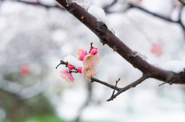 Wuhan East Lake Fiore Prugne Giardino Primavera — Foto Stock