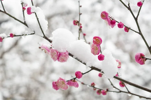 Wuhan East Lake Pflaumenblütengarten Frühling — Stockfoto
