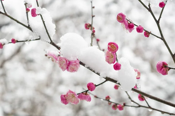 Wuhan East Lake Plum Flor Jardim Primavera — Fotografia de Stock