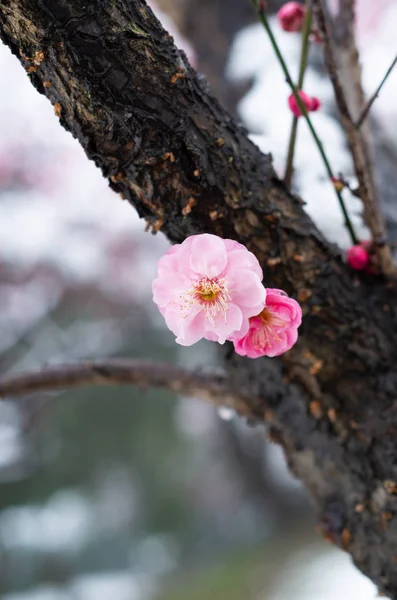 Wuhan East Lake Fiore Prugne Giardino Primavera — Foto Stock