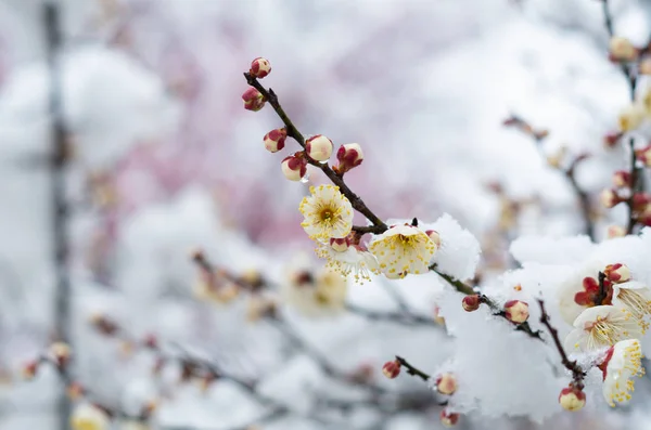Wuhan East Lake Plum Blossom Jardín Primavera —  Fotos de Stock