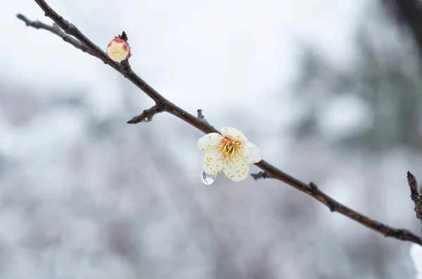 Wuhan East Lake Pflaumenblütengarten Frühling — Stockfoto