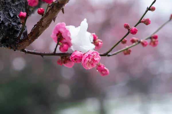 Wuhan East Lake Pflaumenblütengarten Frühling — Stockfoto