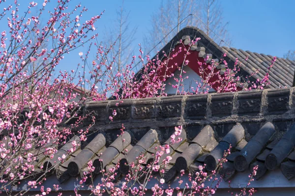 Wuhan East Lake Plum Blossom Garden Spring — Stock Photo, Image