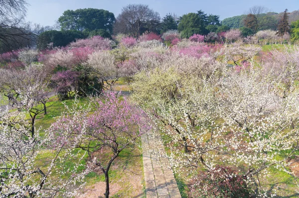 Wuhan East Lake Plum Blomma Trädgård Våren — Stockfoto