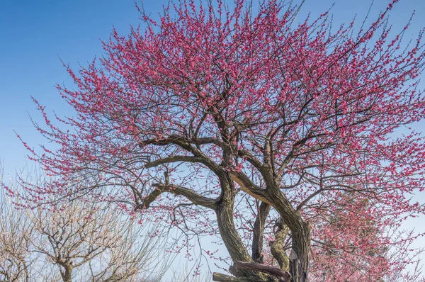Весной Цветет Сливовый Сад Восточного Озера Ухань — стоковое фото