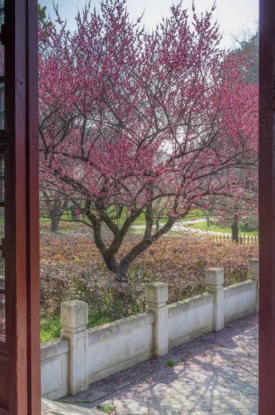 Wuhan East Lake Plum Blomma Trädgård Våren — Stockfoto