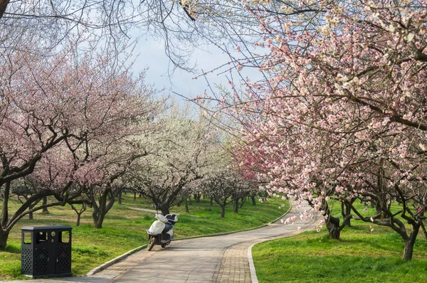 Baharda Wuhan Doğu Gölü Erik Bahçesi — Stok fotoğraf