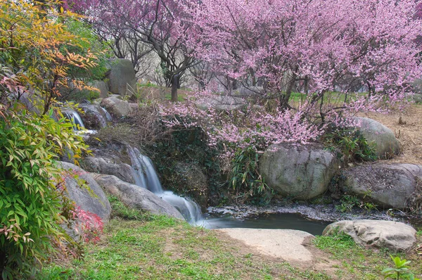 Wuhan East Lake Plum Kwiat Ogród Wiosną — Zdjęcie stockowe