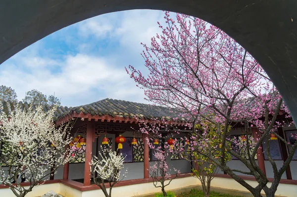 Wuhan East Lake Plum Blossom Jardín Primavera — Foto de Stock