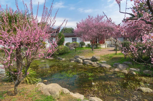 Wuhan East Lake Plum Blossom Garden Spring — 스톡 사진