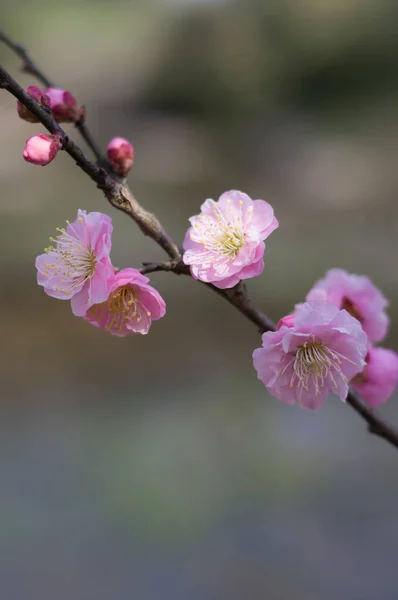 Wuhan East Lake Plum Blossom Garden Spring — Stock Photo, Image