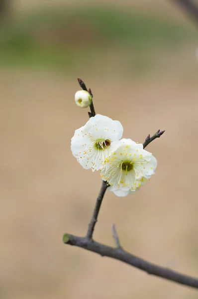 Wuhan East Lake Plum Blossom Garden Spring — Stock Photo, Image