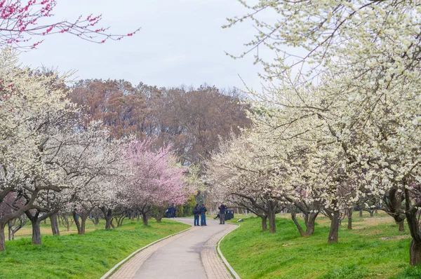 Jardin Fleurs Pruniers Lac Wuhan Est Printemps — Photo