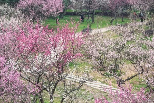 Wuhan East Lake Plum Flor Jardim Primavera — Fotografia de Stock