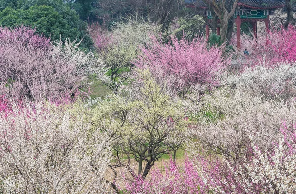 Wuhan East Lake Plum Blossom Garden Spring — Stock Photo, Image