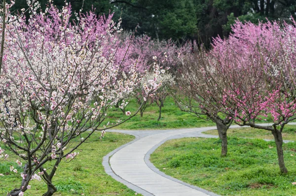 Jardin Fleurs Pruniers Lac Wuhan Est Printemps — Photo