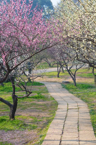 Wuhan East Lake Plum Blossom Jardín Primavera — Foto de Stock