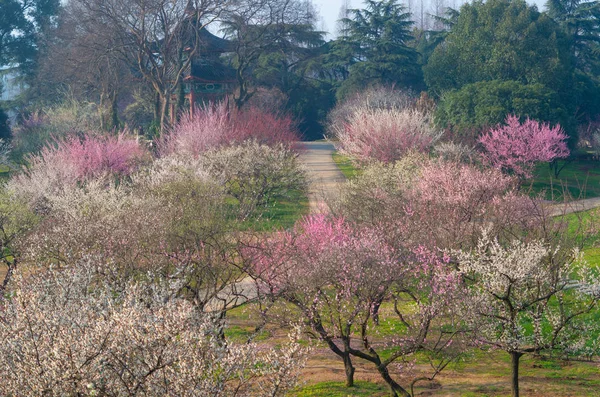 Wuhan East Lake Plum Blossom Garden Spring — 스톡 사진