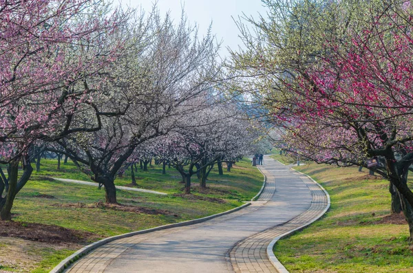 Wuhan East Lake Plum Blossom Jardín Primavera — Foto de Stock