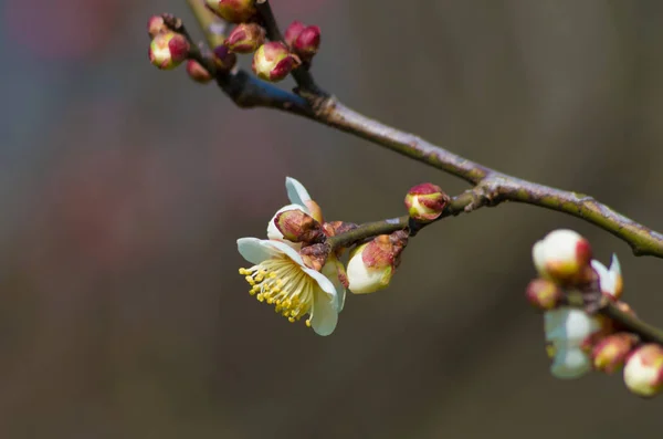 武汉东湖梅花花园在春天 — 图库照片