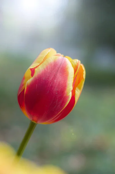 Tulipas Plena Floração Início Primavera — Fotografia de Stock