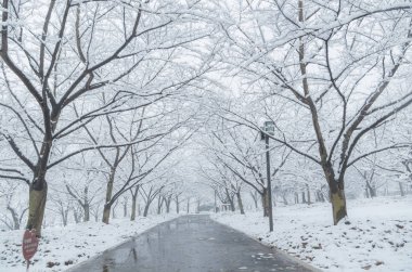 Wuhan Doğu Gölü manzaralı kar manzaralı kışın