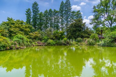 İlkbahar ve yaz aylarında orman parkında güzel manzara