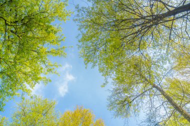 İlkbahar ve yaz aylarında orman parkında güzel manzara