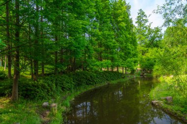 İlkbahar ve yaz aylarında orman parkında güzel manzara