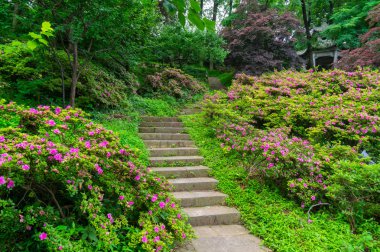 İlkbahar ve yaz aylarında orman parkında güzel manzara