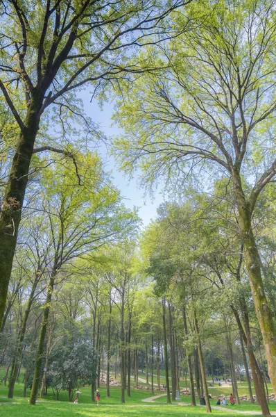 Schöne Landschaft Waldpark Frühling Und Sommer — Stockfoto