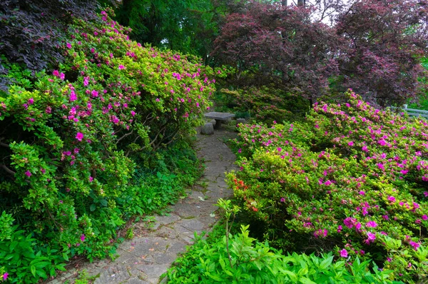 Schöne Landschaft Waldpark Frühling Und Sommer — Stockfoto