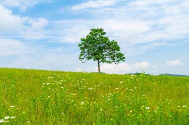 Wuhan, Hubei Eyaleti, Çin 'deki Mulan çayır manzarasının erken dönem manzarası