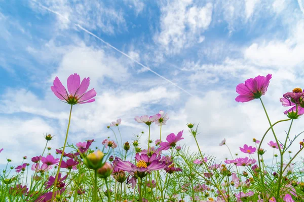 Frühsommerliche Landschaft Von Mulan Grasland Landschaftlich Reizvoller Ort Wuhan Provinz — Stockfoto