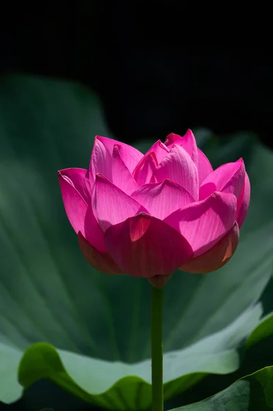 Vacker Lotus Full Blom Sommaren — Stockfoto