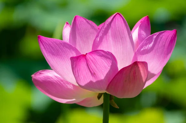 Schöner Lotus Voller Blüte Sommer — Stockfoto