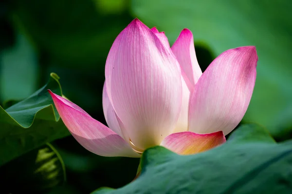 Schöner Lotus Voller Blüte Sommer — Stockfoto