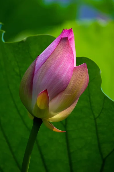 Belle Lotus Pleine Floraison Été — Photo